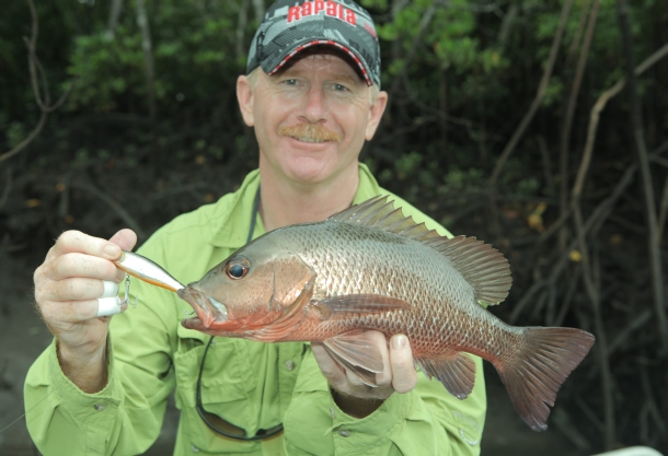 Mangrove jack turns up in Eden
